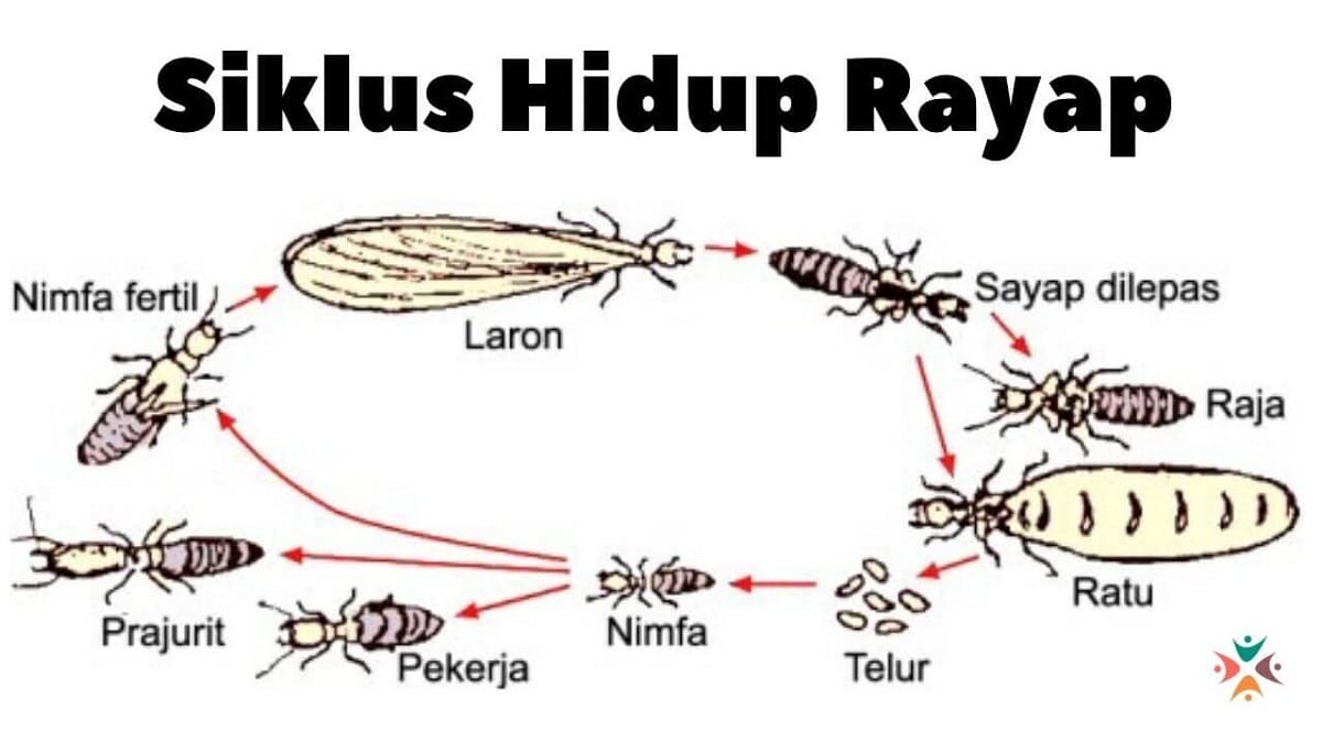 siklus hidup rayap