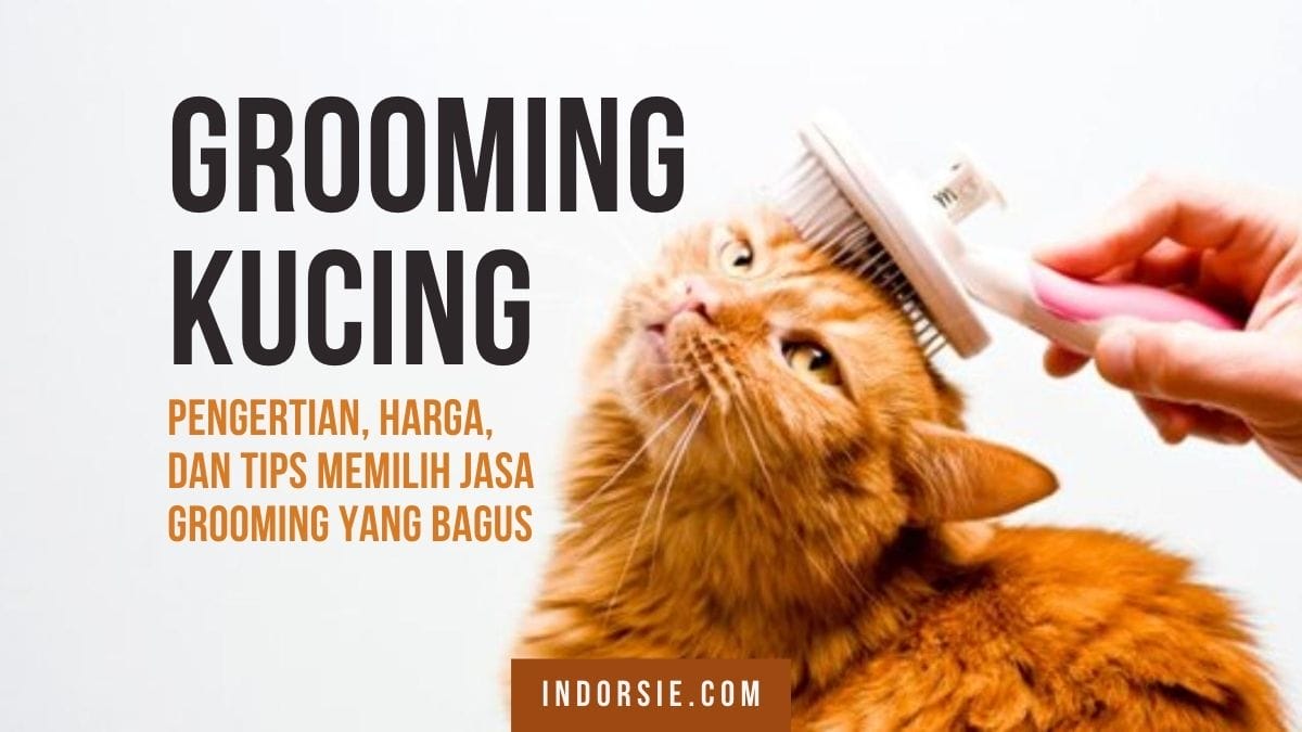 Grooming kucing adalah
