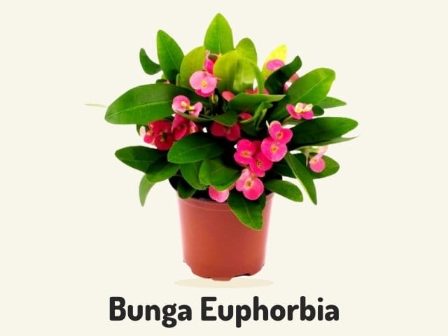 Bunga Euphorbia