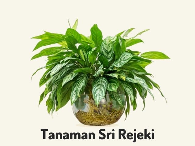 Tanaman Sri Rejeki