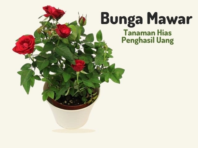 bunga mawar