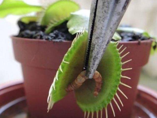 contoh tanaman yang menguntungkan