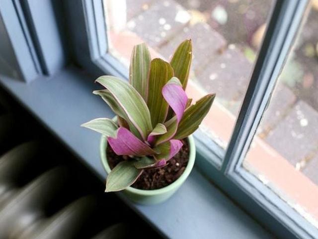 tanaman Adam dan Hawa nenas kerang