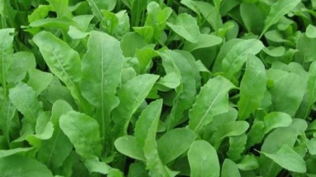 sayuran yang mudah ditanam di polybag 