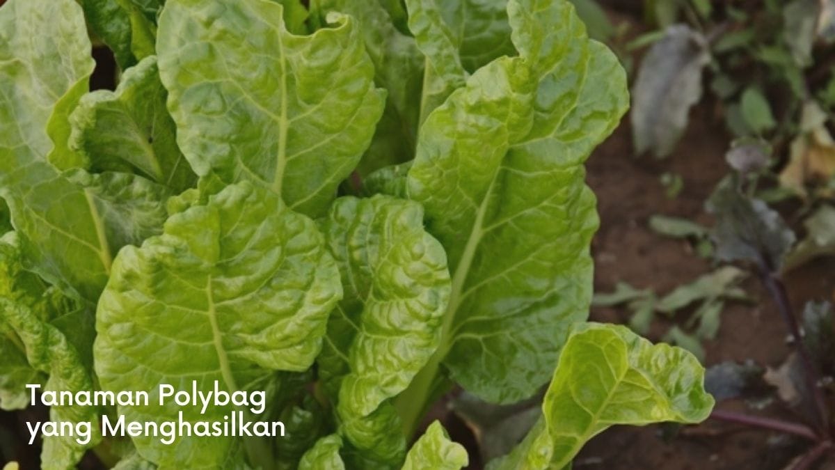 tanaman polybag yang menghasilkan