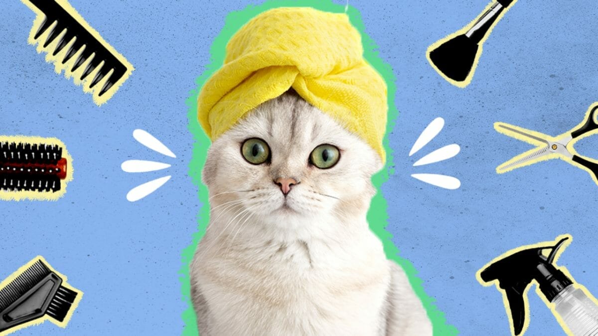 melakukan grooming kucing bandung